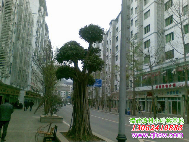 城市街道两边景观造型榕树桩头&H6米小叶榕桩头绿化效果