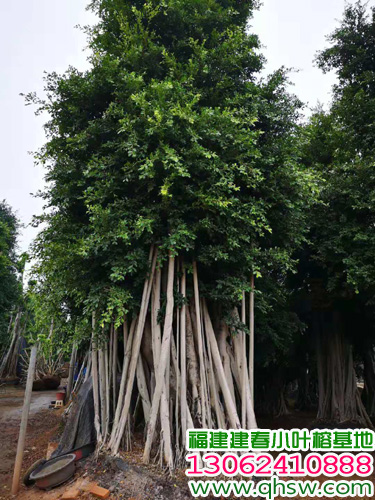 福建全冠自然型气根小叶榕景观树桩&8米大气榕树冠幅6米