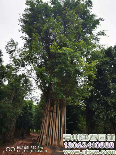 精品全冠大型小叶榕桩头高度13米冠幅6米