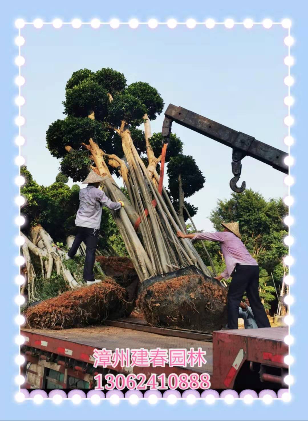 高度5米精品工程小叶榕桩头&嫁接造型榕树桩头