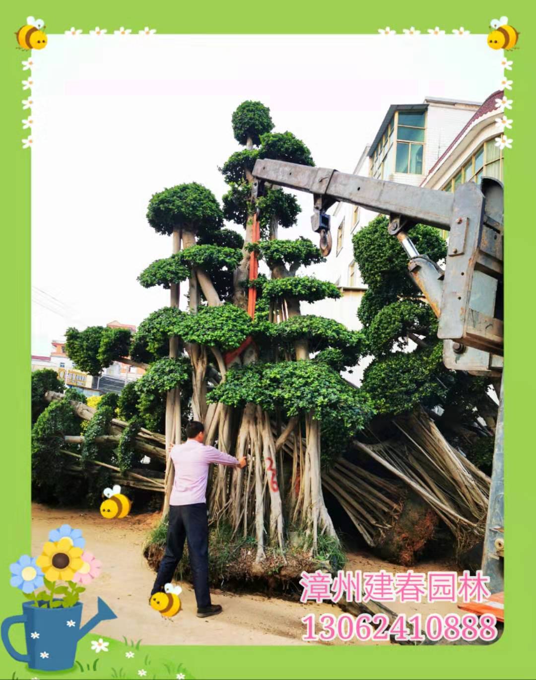 四川精品造型小叶榕&冠幅3米大型气根榕树盆景